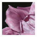 Floral (Pink II) Print
